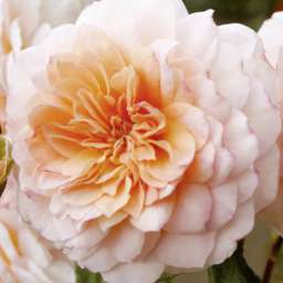 Кремовые, бело-розовые, белые сорта парковых роз ШЛОСС ОЙТИН, контейнер 5 л