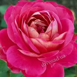 Красные, пурпурные  и малиновые сорта парковых  роз СОНТЕНЕР ДЕ Л’АЙ-ЛЕ-РОЗ, h=140 см, 2 года