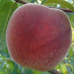 Сорта персика с высокой зимостойкостью ФРОСТ,  1 год