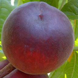 Сорта персика с высокой зимостойкостью АЗУРИТ, 2 года