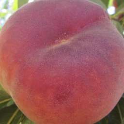 Средние сорта персика ПЛАН ГЕМ инжирный, 2 года