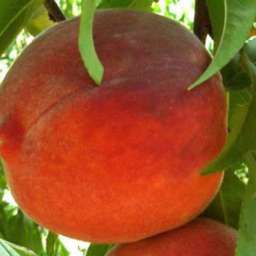 Сорта персиков, устойчивые к грибковыми заболеваниям РИЧ ЛЕДИ, 2 года