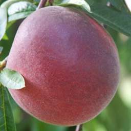 Сорта персика с высокой зимостойкостью РОЯЛ ГЛОРИ, 2 года