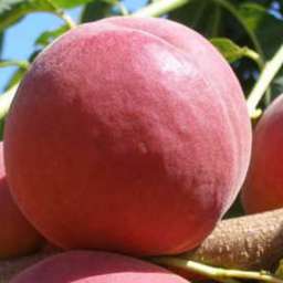 Сорта персиков, устойчивые к грибковыми заболеваниям РОЯЛ ПРАЙД, 2 года