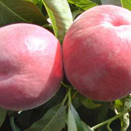 Сорта персика с высокой зимостойкостью РОЯЛ ТАЙМ, 2 года