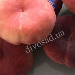 Средние сорта персика УФО-5 инжирный, 2 года