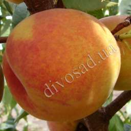 Сорта персика с высокой зимостойкостью ВАЙН ГОЛД-Т3, 2 года