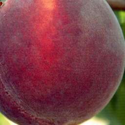 Сорта персика с высокой зимостойкостью ВИСТА РИЧ, 2 года