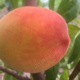 Сорта персика с высокой зимостойкостью ВУЛКАН-Т1, 2 года