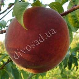 ХАРНАС/Harnas Peach