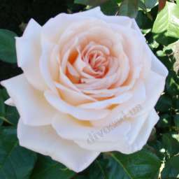 Розово-кремовые  и белые сорта роз АЛЕКСАНДР ПУШКИН, h=150 см, 2 года, контейнер 5 л