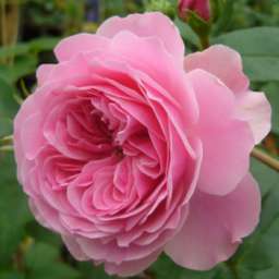 Розовые сорта роз АНТОН ЧЕХОВ