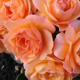 Персиковые и оранжевые сорта роз АПРИКОЛА, контейнер 5 л