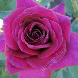 Красные, пурпурные и малиновые сорта роз БЛЕКБЕРРИ НИП
