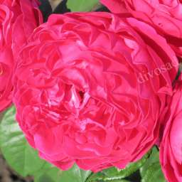 Красные, пурпурные и малиновые сорта роз АСКОТ