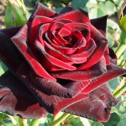 Красные, пурпурные и малиновые сорта роз БЛЕК МЕДЖИК