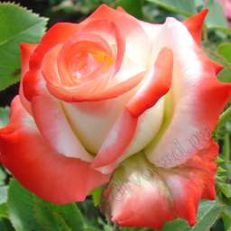 Розово-кремовые  и белые сорта роз ИМПЕРАТРИЦА ФАРАХ