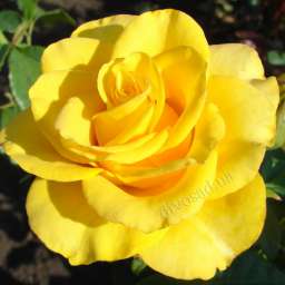 Салатовые и жёлтые сорта роз КЕРИО