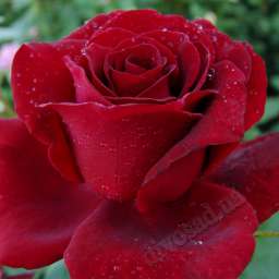 Красные, пурпурные и малиновые сорта роз ПАПА МАЙЯН