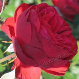 Красные, пурпурные и малиновые сорта роз ПИАНО
