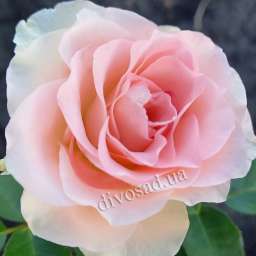 Розовые сорта роз ДЖЕТ СЕТ
