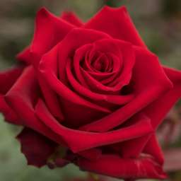 Красные, пурпурные и малиновые сорта роз ЭКСПЛОРЕР