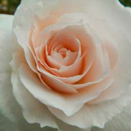 Кремовые, бело-розовые, белые сорта парковых роз ХЕЛЕНА РЕНЕССАНС