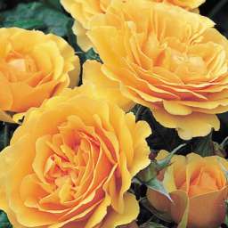 Персиковые и оранжевые сорта роз АМБЕР КУИН