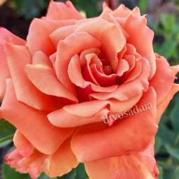 Красные, пурпурные и малиновые сорта роз ЭНН ХЕНДЕРСОН