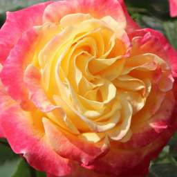 Биколорные (двухцветные) сорта роз ГАРТЕНШПАСС