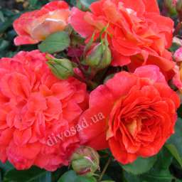 Биколорные (двухцветные) сорта роз БРАТЬЯ ГРИММ