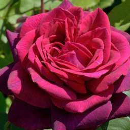 Красные, пурпурные и малиновые сорта роз ГРАФИНЯ ДИАНА/Дарк Дезире