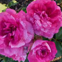 Розово-кремовые  и белые сорта роз КАТРИН
