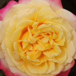 Биколорные (двухцветные) сорта роз КОРДЕС ДЖУБИЛИ
