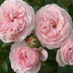 Именные сорта  роз ЛАРИССА