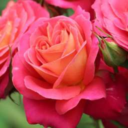 Биколорные (двухцветные) сорта роз МИДСАММЕР