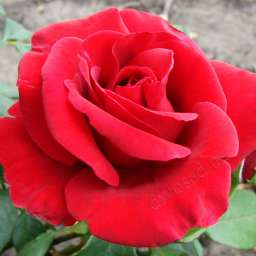 Красные, пурпурные и малиновые сорта роз МИЛДРЕД ШЕЛ