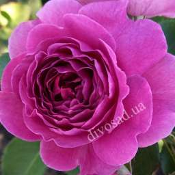 Cиреневые сорта роз МИНЕРВА, h=140 см, 2 года