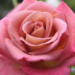 Розовые сорта роз МИШЕЛЬ ДРУКЕР