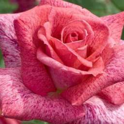 Розовые сорта роз ПЬЕР КАРДЕН