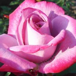 Cиреневые сорта роз ПАРАДИЗ, контейнер 5 л