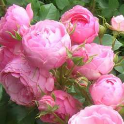 Розовые сорта роз ПОМПОНЕЛЛА