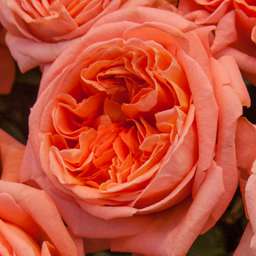Персиковые и оранжевые сорта роз РЕНЕ ГОСИННИ