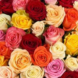 Красные, пурпурные и малиновые сорта роз МИКС-НАБОР, 3 шт.