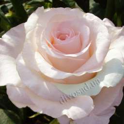 Розовые сорта роз СЕНЬОРИТА, контеййнр 5 л