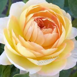Салатовые и жёлтые сорта роз ШАТО ДЕ ШЕВЕРНИ