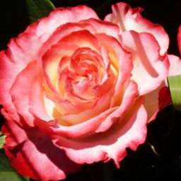 Биколорные (двухцветные) сорта роз СПЕНИШ ДЕНСЕР