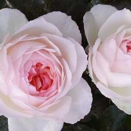 Розово-кремовые  и белые сорта роз СТЕФАНИ БАРОНИН  ЦУ ГУТЕНБЕРГ