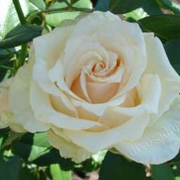 Розово-кремовые  и белые сорта роз ТАЛЕЯ