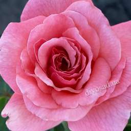 Розовые сорта роз ТИКЛД ПИНК